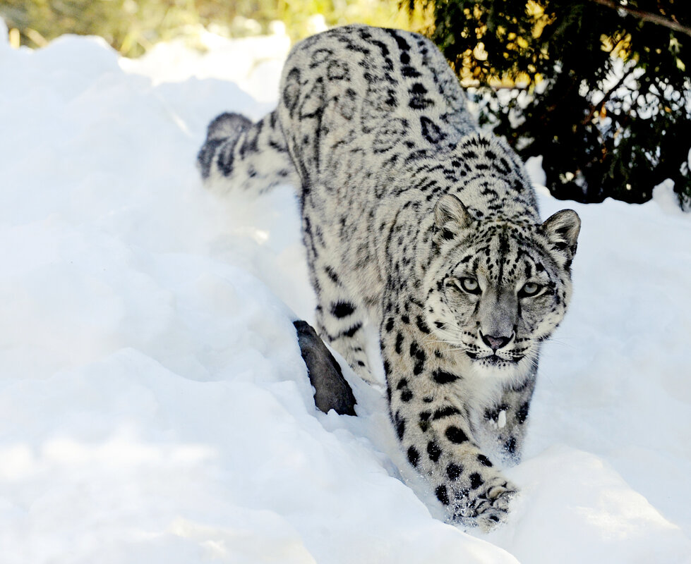 Hemis National Park a
